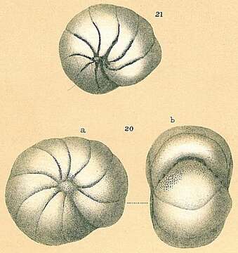 Image of Haynesina orbicularis (Brady 1881)