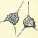 Image of Asterorotalia pulchella (d'Orbigny 1839)