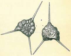 Image of Asterorotalia pulchella (d'Orbigny 1839)