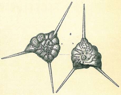 Image of Asterorotalia pulchella (d'Orbigny 1839)