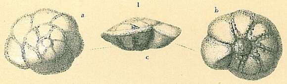 Image of Pararotalia Le Calvez 1949