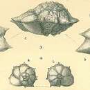Image of Pararotalia stellata (de Férussac 1827)
