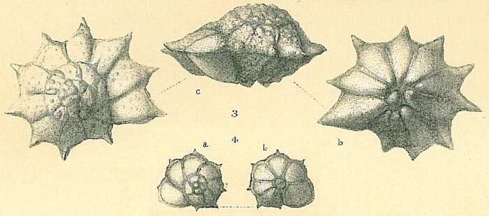 Image of Pararotalia stellata (de Férussac 1827)