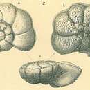 Image of Pararotalia venusta (Brady 1884)