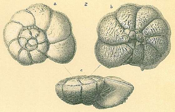 Image of Pararotalia venusta (Brady 1884)