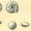 Image of Rotalinoides compressiuscula (Brady 1884)