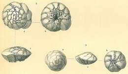 Image of Rotalinoides compressiuscula (Brady 1884)