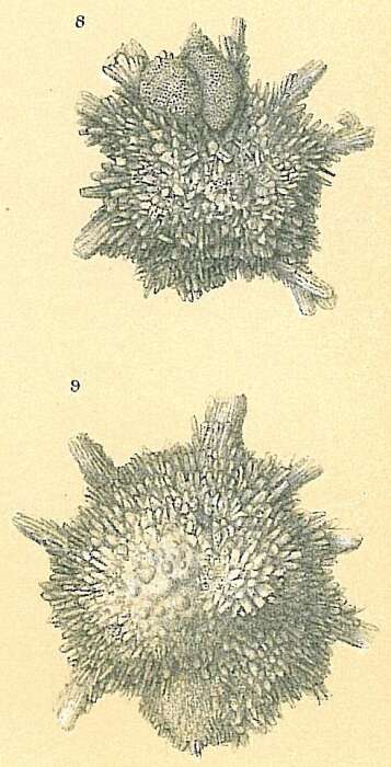 Image of Calcarina hispida Brady 1876