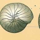 Image de Operculinella cumingii (Carpenter 1860)