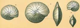 Image of Operculinella cumingii (Carpenter 1860)