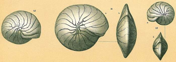 Image de Operculinella cumingii (Carpenter 1860)