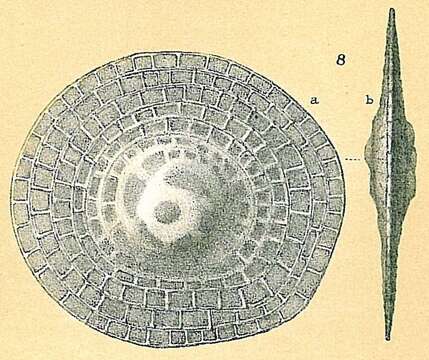 Image de Cycloclypeus W. B. Carpenter 1856