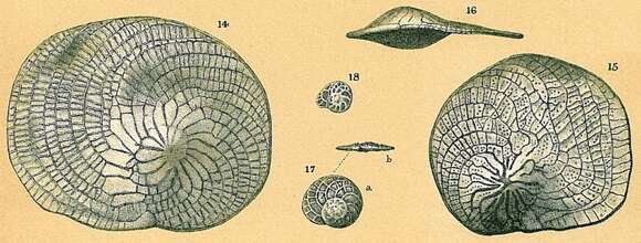 Imagem de Heterostegina depressa d'Orbigny 1826