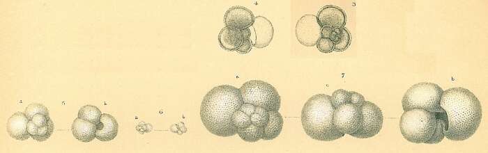 Image de Globigerina bulloides d'Orbigny 1826