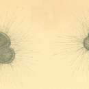 Image of Globigerina d'Orbigny 1826