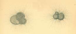 Image of Globigerinidae