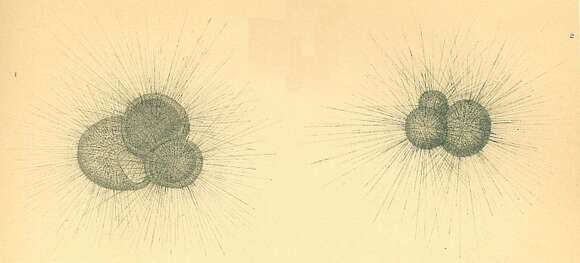 Слика од Globigerina d'Orbigny 1826