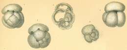 Image de Globigerinoides conglobatus (Brady 1879)