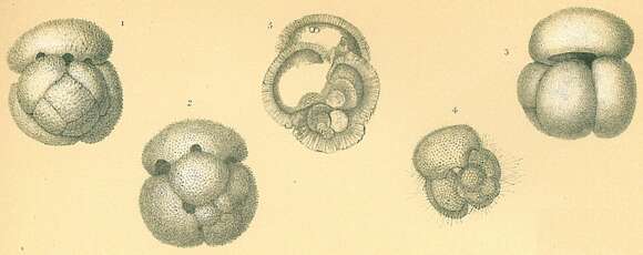 Image of Globigerinoides conglobatus (Brady 1879)