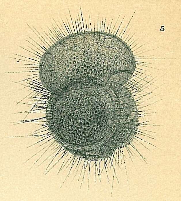 Image of Globigerinoides conglobatus (Brady 1879)