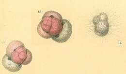 Image de Globigerinoides ruber (d'Orbigny 1839)