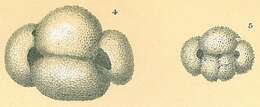 Image of Globigerinoides ruber (d'Orbigny 1839)