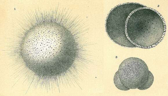 Слика од Orbulina d'Orbigny 1839