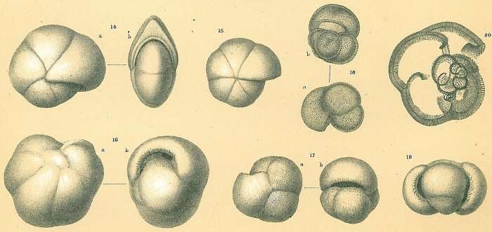 Image of Pulleniatina obliquiloculata (Parker & Jones 1865)