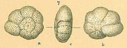 Image de Turborotalita humilis (Brady 1884)