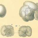 Plancia ëd Globorotalia hirsuta (d'Orbigny 1839)