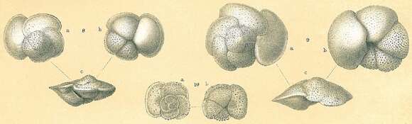 Image of Globorotalia hirsuta (d'Orbigny 1839)