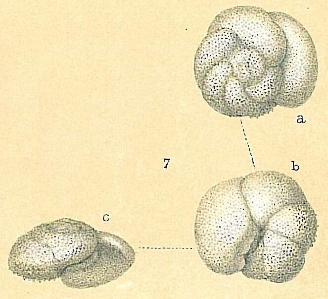 Image of Globorotalia scitula (Brady 1882)