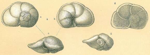 Image of Globorotalia tumida (Brady 1877)