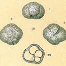 Plancia ëd Neogloboquadrina pachyderma (Ehrenberg 1861)