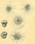 صورة Hastigerina pelagica (d'Orbigny 1839)