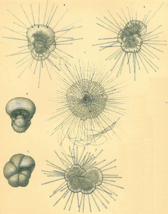 صورة Hastigerina pelagica (d'Orbigny 1839)