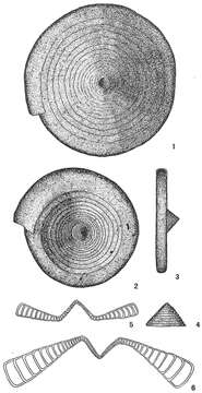 Image de Ammodiscoides turbinatus Cushman 1909