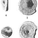 Image of Ammodiscoides turbinatus Cushman 1909
