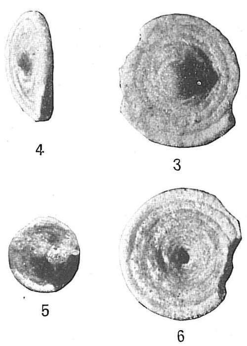Image of Ammodiscoides turbinatus Cushman 1909