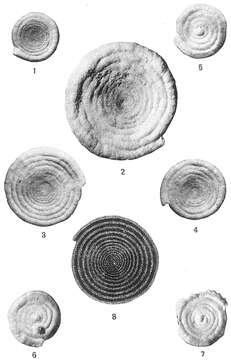 Image of Ammodiscus incertus (d'Orbigny 1839)