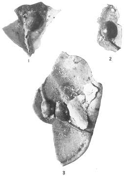 Image of Ammolagena clavata (Jones & Parker 1860)