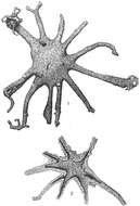 Image of Astrorhiza limicola Sandahl 1858