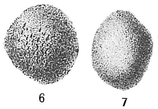 Crithionina granum Goës 1894的圖片