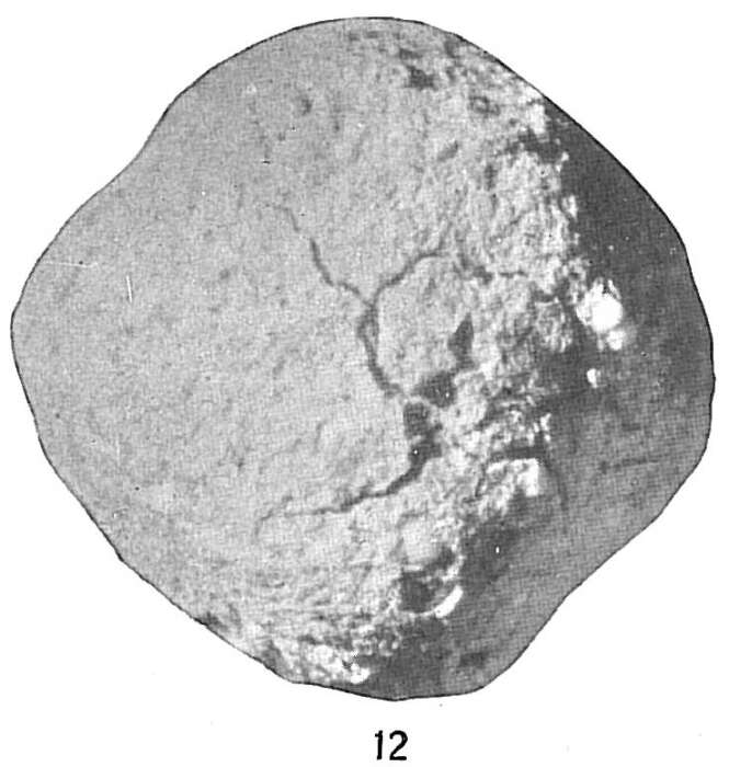 Image de Crithionina mamilla Goës 1894