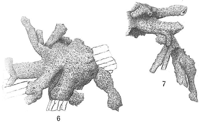 Image of Dendrophrya radiata Wright 1861