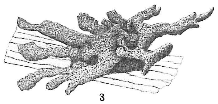 Image of Dendrophrya radiata Wright 1861