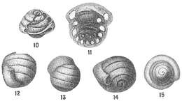 Imagem de Glomospira charoides (Jones & Parker 1860)