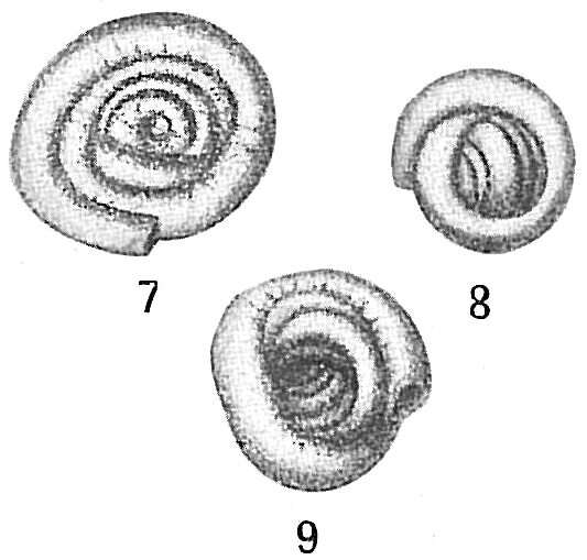 Imagem de Glomospira gordialis (Jones & Parker 1860)