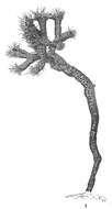 Image of Halyphysema ramulosa Bowerbank 1866