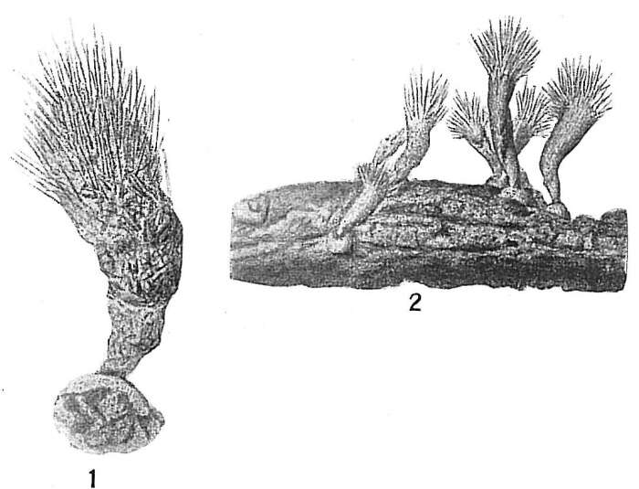 Image of Halyphysema tumanowiczii Bowerbank 1862